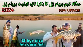 Big Monster Giant Carp Fish Catching Video Mangla Dam Fishing Haryam Bridge New Update 2024