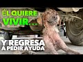 Lo tiraron 7 veces y volvía por ayuda!😡No puedo creer la indiferencia humana😭😲el karma hará justicia