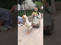 البطة البطة البطة | duck