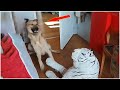 Rebellious Animals 😬😬 || Funny Dog and Cat Reaction Video #13