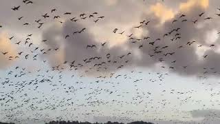 10分でできるGigach動画編集講座 サムネ無し編集前動画