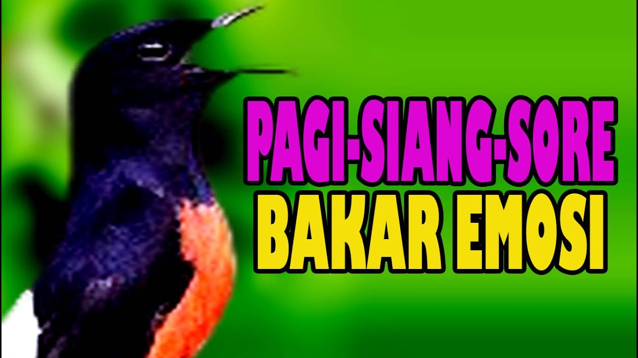 Pancingan murai batu ampuh \u0026 efektif memancing emosi - Pancingan murai batu agar bunyi