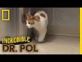 Cat With a Swollen Paw | The Incredible Dr. Pol