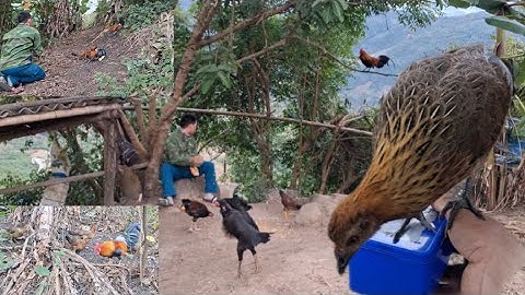 Hlau youtube mus pub qaib qus lom zem heev.cho gà ăn và xem gà so tài 