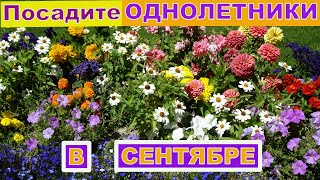 Посадите эти ОДНОЛЕТНИЕ цветы в сентябре. Они зацветут раньше остальных в следующем году!