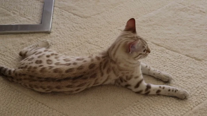 Video 645011: bengal leopard cat, gorgeous bengal cat
