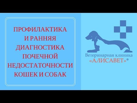 Почечная недостаточность кошек и собак