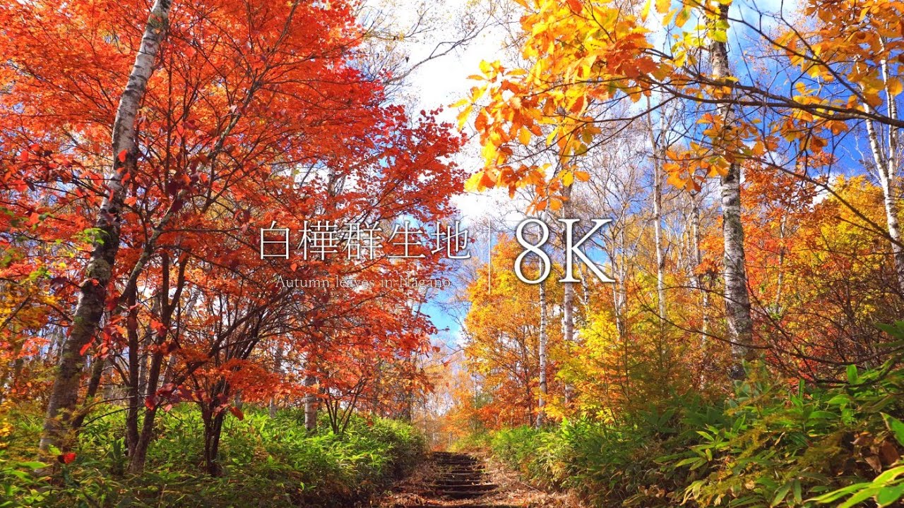 【長野 穴場の紅葉】日本一美しい白樺群生地の秋を訪ねて - Japan in 8K