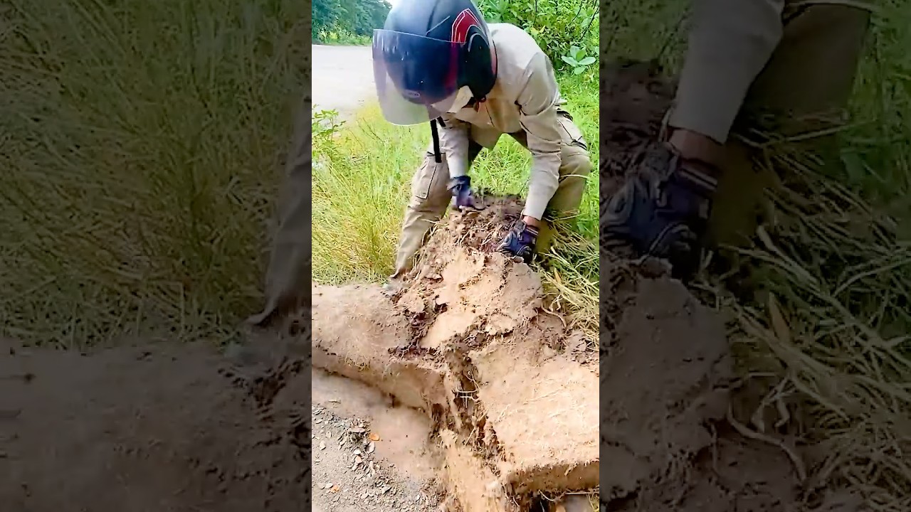 Urban Cleanup Overgrown Grass Removed From Sidewalk