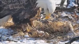 Talons of death cuddle eagle eggs