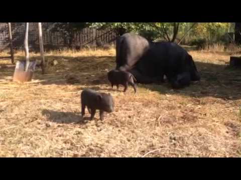 Wideo: Jak Rozmnaża Się Wietnamska świnia Brzuszna