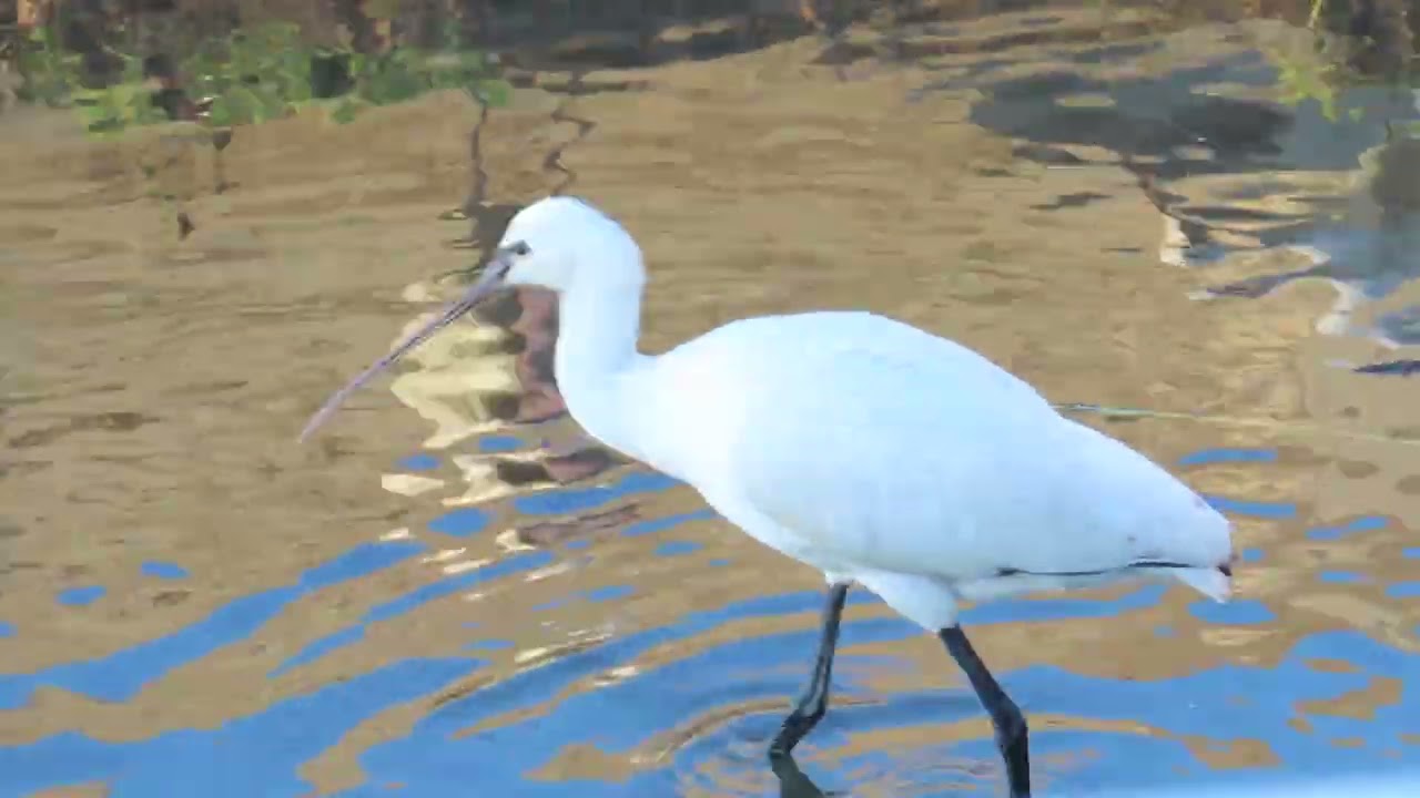 ヘラサギの採餌シーン