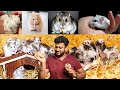 1000 രൂപയിൽ താഴെ വാങ്ങാൻ പറ്റുന്ന Pets | Syrian Hamster 🐹 | Russian Dwarf  | Mice | Pets Malayalam