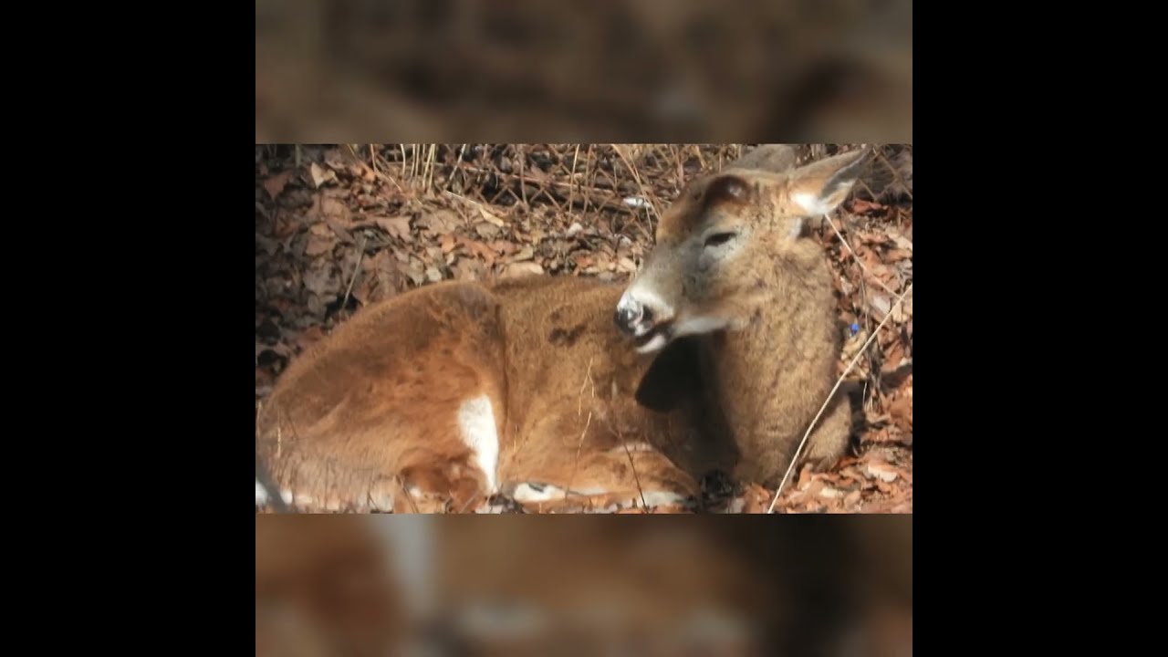 SUPER ZOOM Nikon P1000 from our porch window!