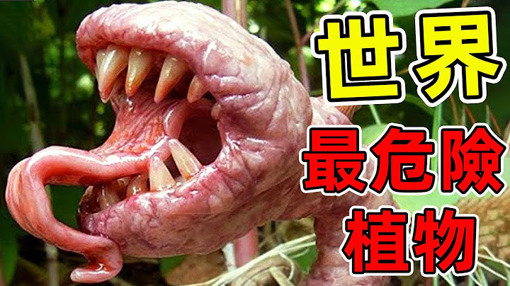 全世界最危險的10種吃肉植物！食人花竟然真實存在，第一名千萬不要觸碰。|#世界之最top #世界之最 #出類拔萃 #腦洞大開 #top10 #最危險植物 - 天天要聞