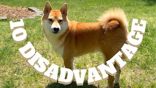 10 Disadvantages of Owning a Shiba Inu: The Challenges Behind the Charm by Super Shiba 2,719 views 5 months ago 10 minutes, 3 seconds