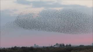 Flight of the Starlings - European Starling (Sturnus vulgaris)  – Oroklini Lake, Cyprus 6/1/2023