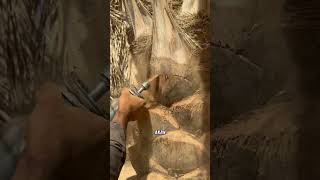 Cara Pintar Petani Kurma Dalam Merawat Tanaman Kurma