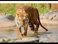 Crouching hidden stalking walking chuffing running siberian tiger  big cat walks with a keeper