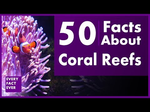50 Facts About Coral Reefs | Every Fact Ever