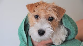 Bathing the puppy / Jack Russell Terrier puppy is washing / How to wash a puppy? How to wash a dog? by Hilda 4,626 views 2 years ago 9 minutes, 3 seconds