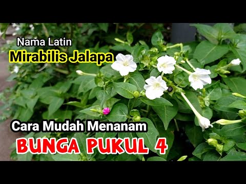 Video: Bunga Pukul Empat: Cara Menanam Bunga Pukul Empat