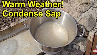Prevent Sap Spoilage Problems - Condense Maple Sap In Batches #maplesapstorage #sapspoilage #warmsap