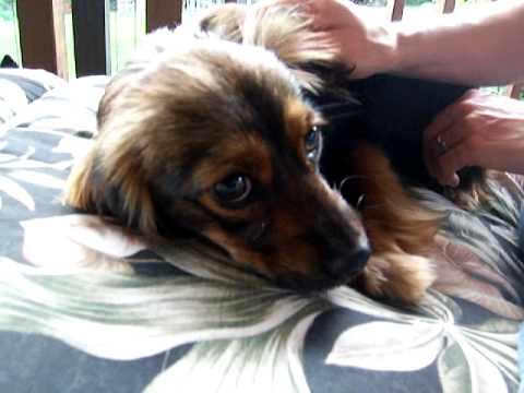 cocker sheltie mix puppies