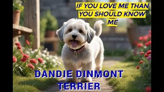 DANDIE DINMONT TERRIER , VERRY SHORT FACTS YOU SHOULD KNOW IF YOU LOVE THEM.