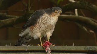 Eurasian Sparrowhawk eating prey.