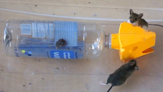 I Discovered The Greatest Mouse Trap Ever : r/BeAmazed