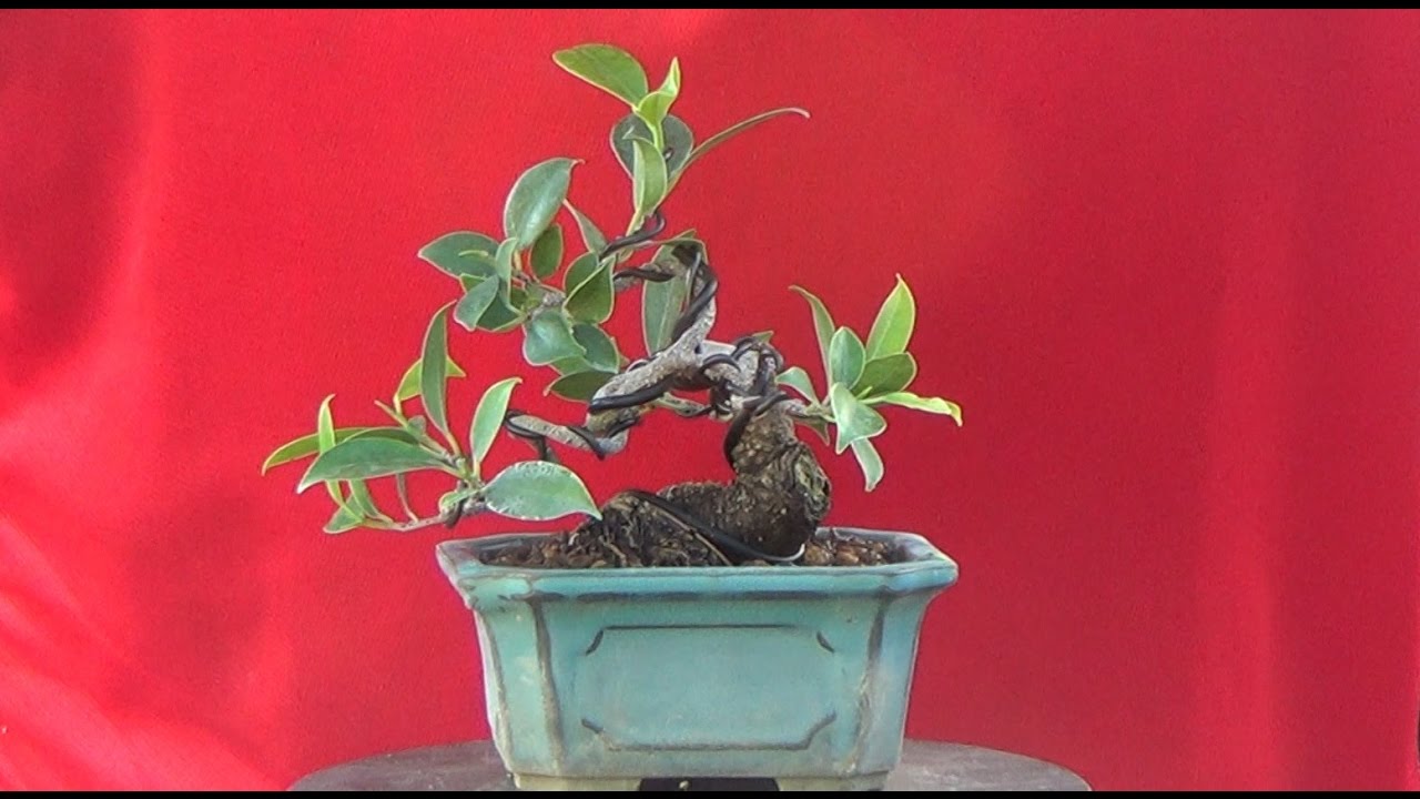 Creando un mini bonsai - Ficus molinillo