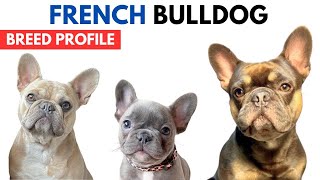 French Bulldog  Breed Profile History - Price - Traits - French Bulldog  Grooming Needs - Lifespan