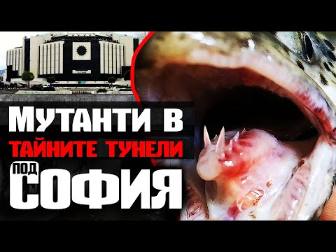 Видео: Семейство от Сидни улови речно чудовище на видео - Алтернативен изглед