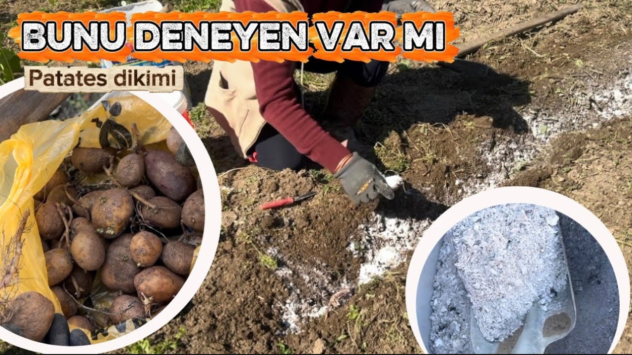 Odun Külü ile Patates Dikimi | Çimlenmiş Patates Nasıl Ekilir