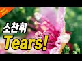Tears 소찬휘 반복 Tears 소찬휘 반복