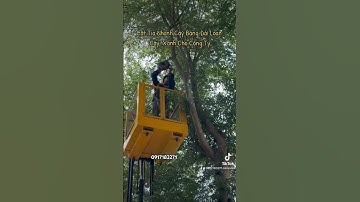 Dịch vụ cắt tỉa cây xanh, chặt cây xanh, bứng gốc cây xanh, Cắt tỉa cây đô thị.,.. #0917183271