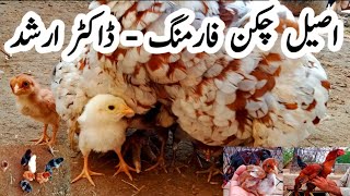 Aseel Chicken Farming by Dr Arshad | Backyard & Commercial Aseel Chicken Farming Business