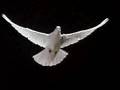 Dove Flapping Wings