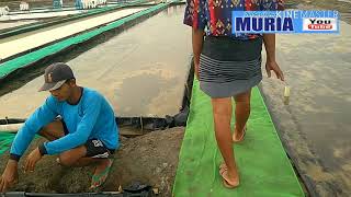 INILAH  TEKNOLOGI BARU PEMBUATAN GARAM DIPRAKTEKKAN DI DEMAK