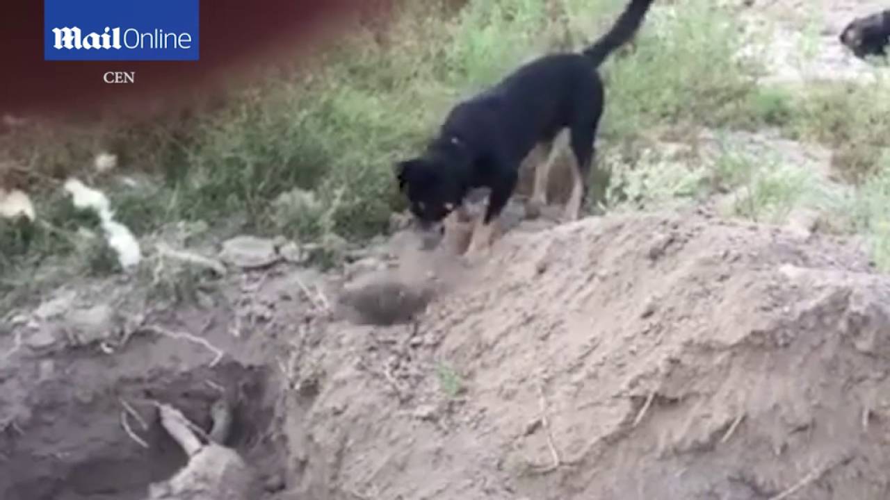 The dog Burial ground for friend