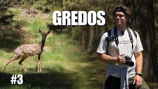 AVES de GREDOS | ¿CUÁNTAS ESPECIES ENCONTRAMOS? | Capítulo #3