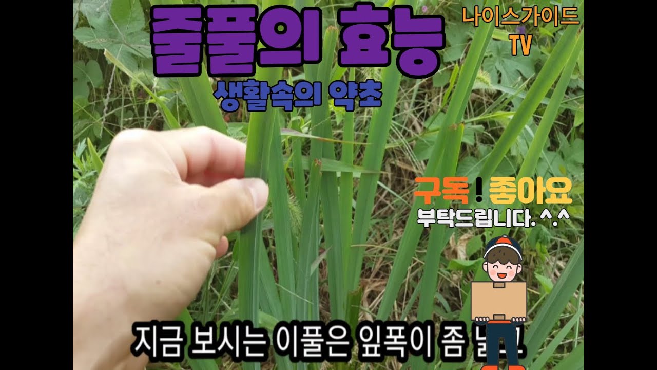 줄풀의효능 - YouTube