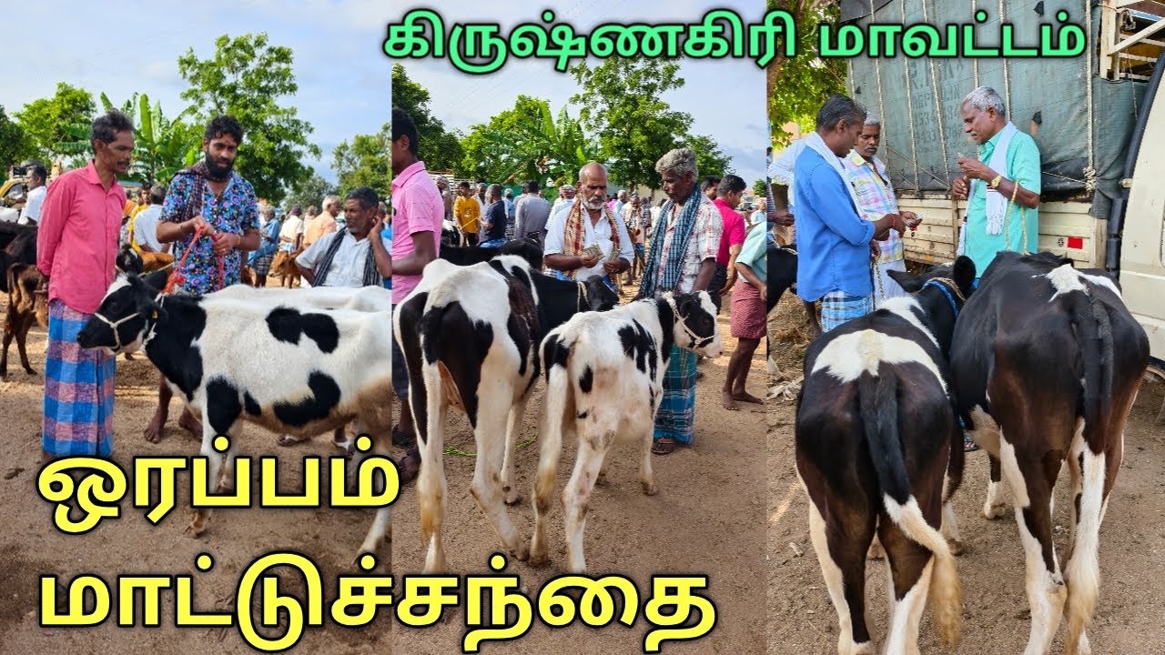 கிருஷ்ணகிரி மாவட்டம் ஓரப்பம் மாட்டுச்சந்தை