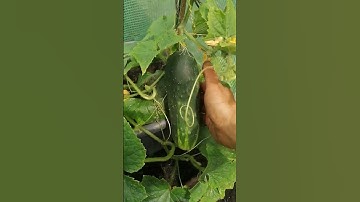 Huge cucumber plant 🥒 #huge #cucumber #allotment #growyourownfood #thickness #grow