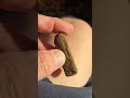 this here looks to be a petrified mini 2x4.