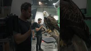 🦅🎬 Eagle Movie Scene — Behind the Scenes! 😱🔥 #behindthescenes #bts #cinematic