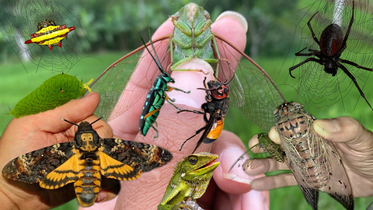 catching eagle butterflies and giant black cicadas