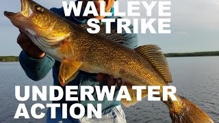 Amazing Underwater Walleye Strike Spinner Rig