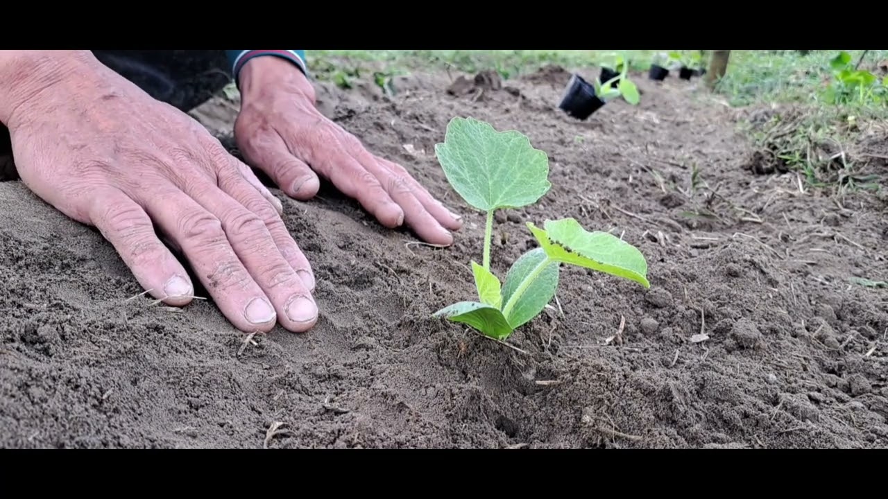 過年後第一站.栗子南瓜種植過程. 及注意事項...